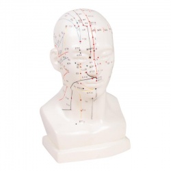 Erler-Zimmer Chinese Acupuncture Head Model